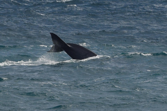 A tail of a Blue Whale