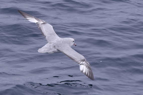 Antarctic Fulmar