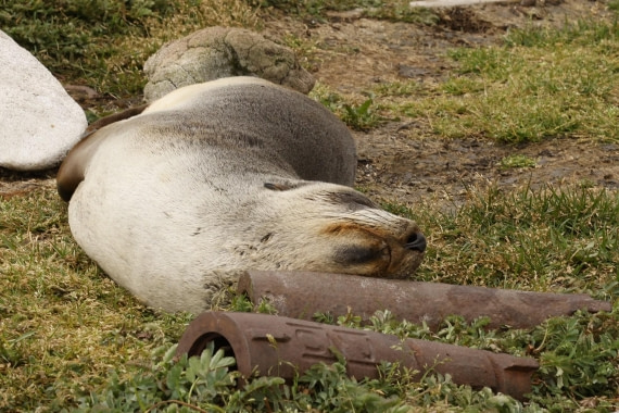 Asleep on harpoon head