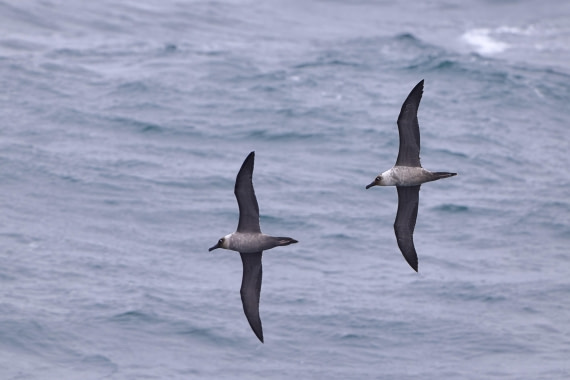 Light mantled sooty albatross pair