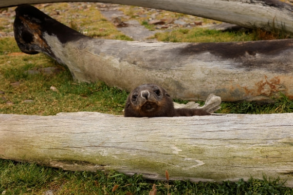 Resting in whale jaws