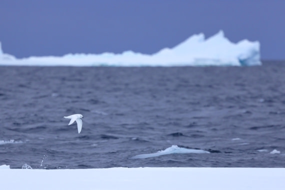 Snow Petrel