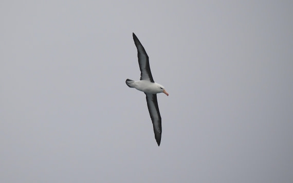 HDS29-26, Day 1, 2025-02-17 Black-browed Albatross © Unknown photographer - Oceanwide Expeditions.JPG