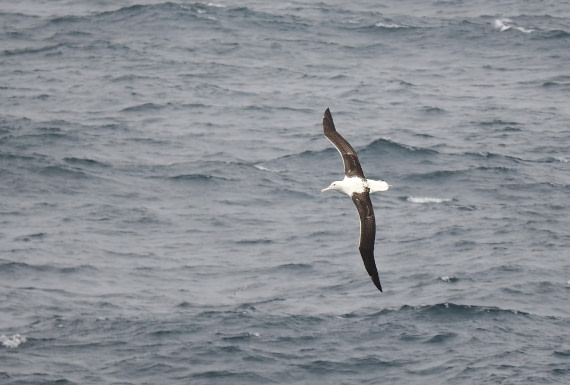 HDS29-26, Day 1, 2025-02-17 Southern Royal Albatross © Unknown photographer - Oceanwide Expeditions.JPG