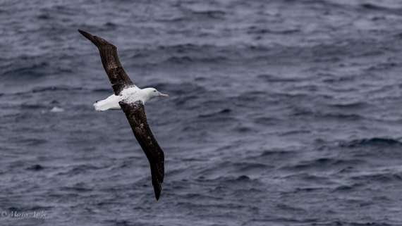 HDS29-26, Day 2, 0Q9A8831 © Martin Anstee - Oceanwide Expeditions.jpg