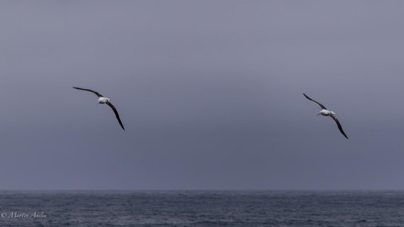 HDS29-26, Day 2, 0Q9A8836 © Martin Anstee - Oceanwide Expeditions.jpg