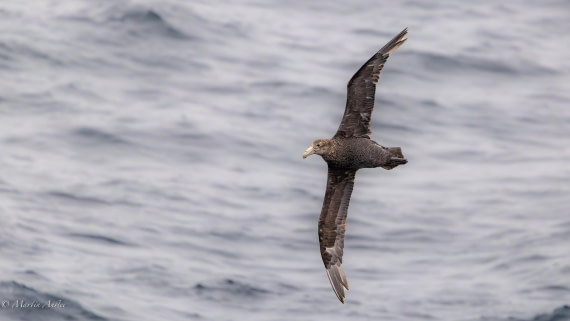 HDS29-26, Day 2, 0Q9A8841 © Martin Anstee - Oceanwide Expeditions.jpg