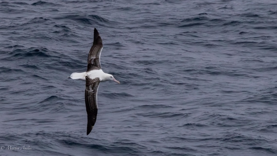 HDS29-26, Day 3, 0Q9A8826 © Martin Anstee - Oceanwide Expeditions.jpg