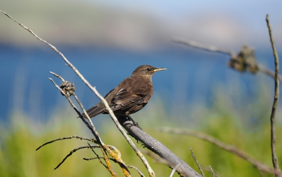 HDS29-26, Day 3, 2025-02-18 Blackish Cinclodes - Carcass Island, Falklands © Unknown photographer - Oceanwide Expeditions.JPG