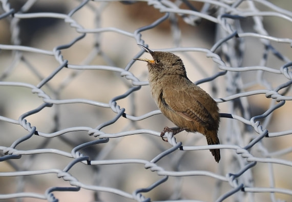 HDS29-26, Day 3, 2025-02-18 Cobb's Wren - Carcass Island, Falklands © Unknown photographer - Oceanwide Expeditions.JPG