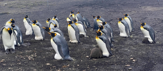 HDS29-26, Day 3, 2025-02-18 King Penguin - Saunder's Island, Falklands © Unknown photographer - Oceanwide Expeditions.jpg