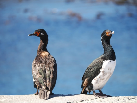 HDS29-26, Day 3, 2025-02-18 Magellanic Cormorant - Carcass Island, Falklands © Unknown photographer - Oceanwide Expeditions.JPG