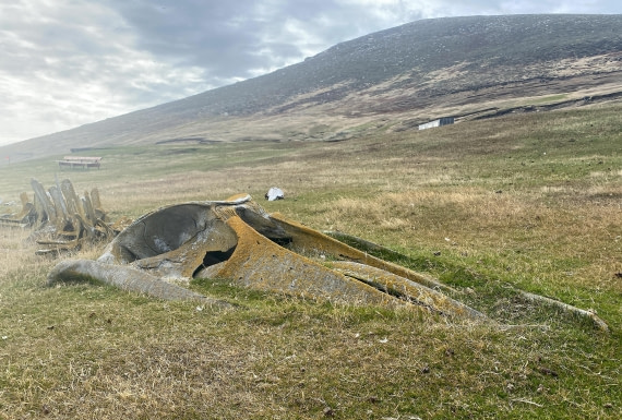 HDS29-26, Day 3, 2025-02-18 Saunder's Island, Falklands1 © Unknown photographer - Oceanwide Expeditions.JPG