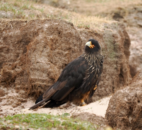 HDS29-26, Day 3, 2025-02-18 Striated Caracara - Saunder's Island, Falklands1 © Unknown photographer - Oceanwide Expeditions.JPG
