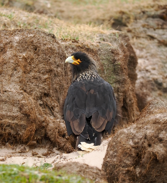 HDS29-26, Day 3, 2025-02-18 Striated Caracara - Saunder's Island, Falklands2 © Unknown photographer - Oceanwide Expeditions.JPG