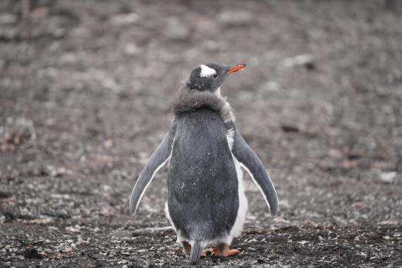HDS29-26, Day 3, DSC05273 © Jessica Bakker - Oceanwide Expeditions.JPG
