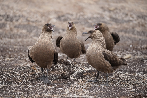 HDS29-26, Day 3, DSC05337 © Jessica Bakker - Oceanwide Expeditions.JPG