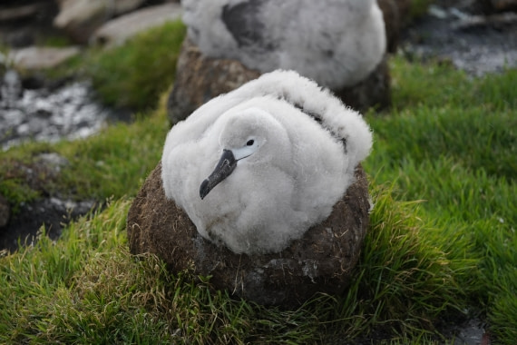 HDS29-26, Day 3, DSC05443 © Jessica Bakker - Oceanwide Expeditions.JPG