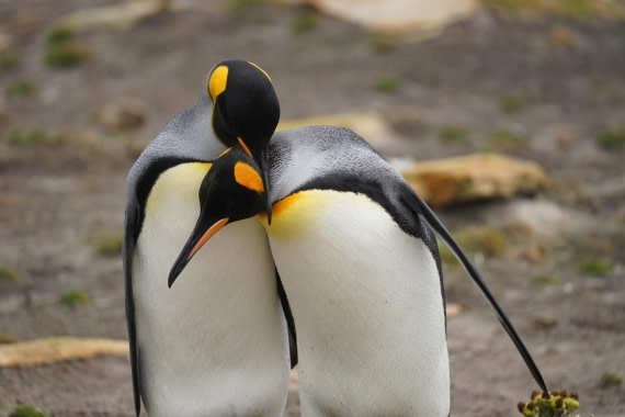 HDS29-26, Day 3, DSC05516 © Jessica Bakker - Oceanwide Expeditions.JPG