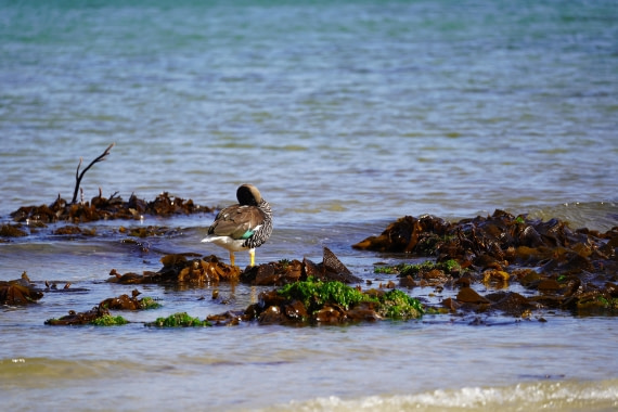HDS29-26, Day 3, DSC05566 © Jessica Bakker - Oceanwide Expeditions.JPG