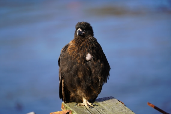 HDS29-26, Day 3, DSC05723 © Jessica Bakker - Oceanwide Expeditions.JPG