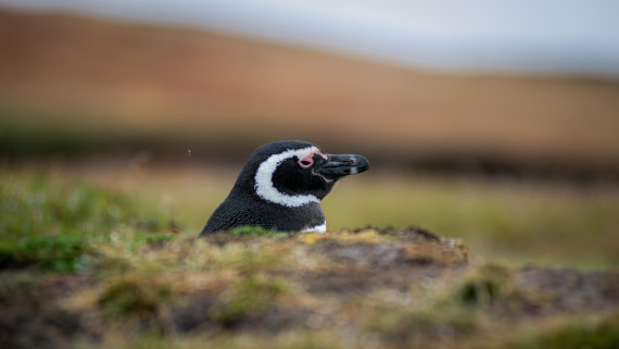 HDS29-26, Day 3, RLO_0686-Enhanced-NR © Alexander Romanovskiy - Oceanwide Expeditions.jpg