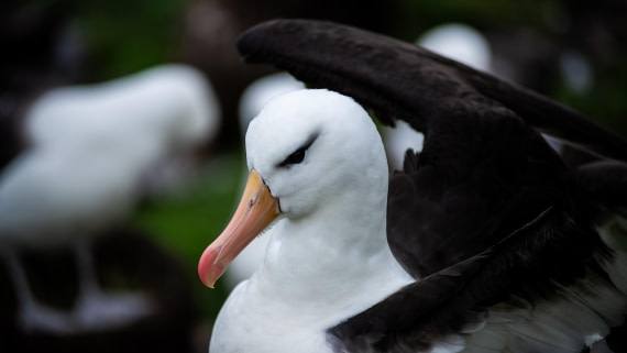 HDS29-26, Day 3, RLO_0858-Enhanced-NR © Alexander Romanovskiy - Oceanwide Expeditions.jpg