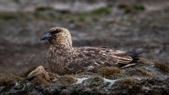 HDS29-26, Day 3, RLO_7484-Enhanced-NR © Alexander Romanovskiy - Oceanwide Expeditions.jpg