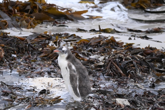 HDS29-26, Day 3, SAS_5425 © Saskia van der Meij - Oceanwide Expeditions.JPG