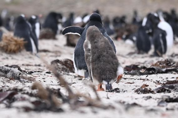 HDS29-26, Day 3, SAS_5433 © Saskia van der Meij - Oceanwide Expeditions.JPG