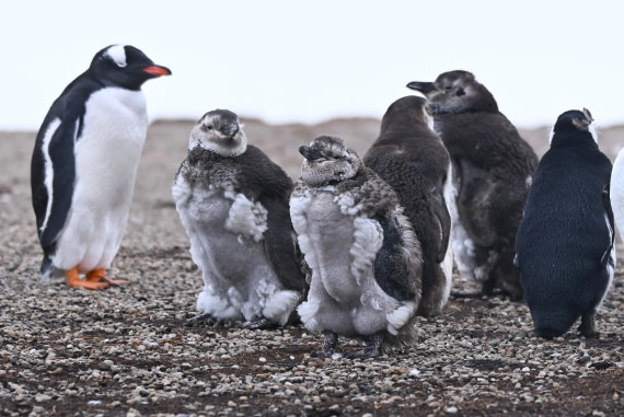 HDS29-26, Day 3, SAS_5446 © Saskia van der Meij - Oceanwide Expeditions.JPG
