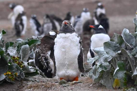 HDS29-26, Day 3, SAS_5451 © Saskia van der Meij - Oceanwide Expeditions.JPG