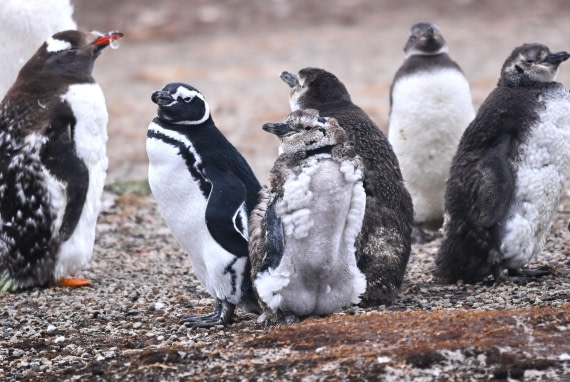 HDS29-26, Day 3, SAS_5454 © Saskia van der Meij - Oceanwide Expeditions.JPG