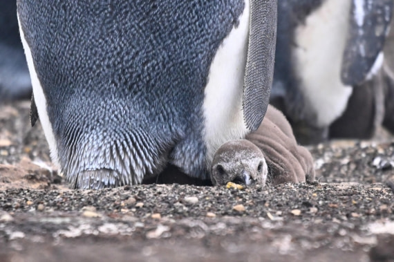 HDS29-26, Day 3, SAS_5465 © Saskia van der Meij - Oceanwide Expeditions.JPG