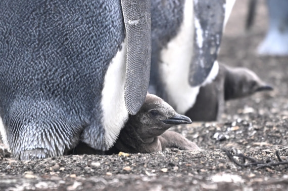 HDS29-26, Day 3, SAS_5466 © Saskia van der Meij - Oceanwide Expeditions.JPG