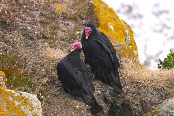 HDS29-26, Day 3, SAS_5491 © Saskia van der Meij - Oceanwide Expeditions.JPG