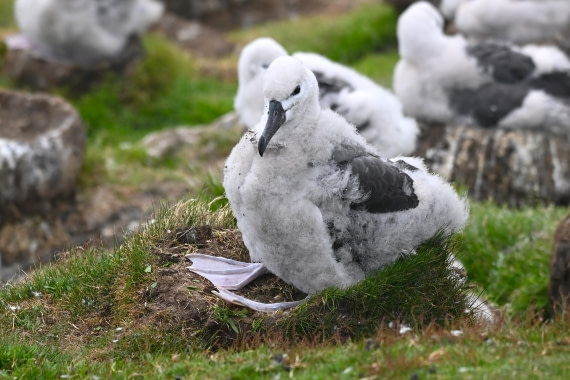 HDS29-26, Day 3, SAS_5500 © Saskia van der Meij - Oceanwide Expeditions.JPG
