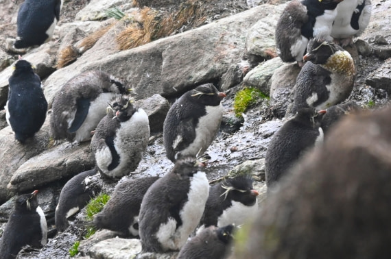 HDS29-26, Day 3, SAS_5511 © Saskia van der Meij - Oceanwide Expeditions.JPG
