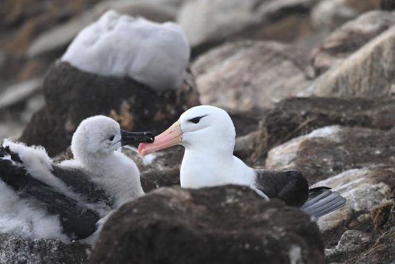 HDS29-26, Day 3, SAS_5534 © Saskia van der Meij - Oceanwide Expeditions.JPG