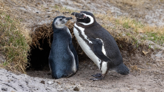 HDS29-26, Day 4, 0Q9A8855 © Martin Anstee - Oceanwide Expeditions.jpg