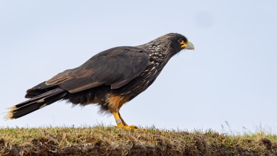 HDS29-26, Day 4, 0Q9A8859 © Martin Anstee - Oceanwide Expeditions.jpg