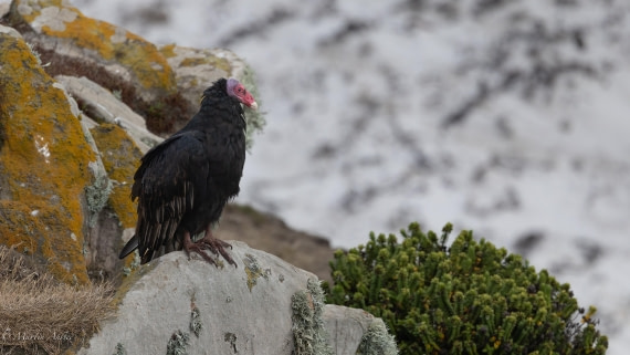 HDS29-26, Day 4, 0Q9A8872 © Martin Anstee - Oceanwide Expeditions.jpg