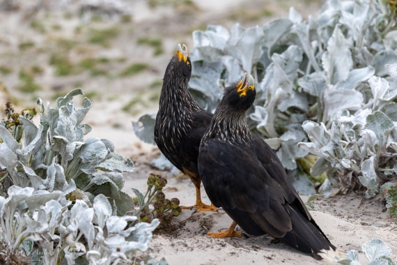 HDS29-26, Day 4, 0Q9A8869 © Martin Anstee - Oceanwide Expeditions.jpg