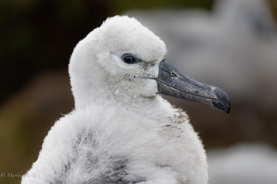 HDS29-26, Day 4, 0Q9A8904 © Martin Anstee - Oceanwide Expeditions.jpg