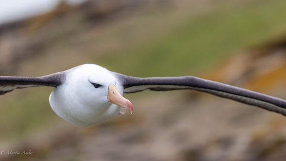 HDS29-26, Day 4, 0Q9A8937 © Martin Anstee - Oceanwide Expeditions.jpg
