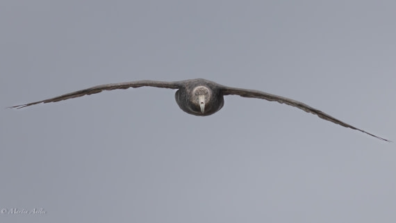 HDS29-26, Day 4, 0Q9A8988 © Martin Anstee - Oceanwide Expeditions.jpg