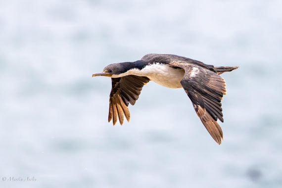 HDS29-26, Day 4, 0Q9A9021 © Martin Anstee - Oceanwide Expeditions.jpg