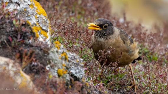 HDS29-26, Day 4, 0Q9A9141 © Martin Anstee - Oceanwide Expeditions.jpg