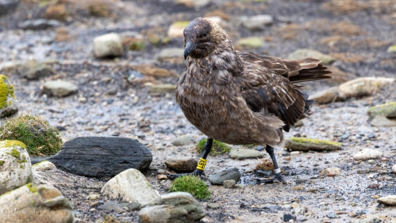 HDS29-26, Day 4, 0Q9A9236 © Martin Anstee - Oceanwide Expeditions.jpg