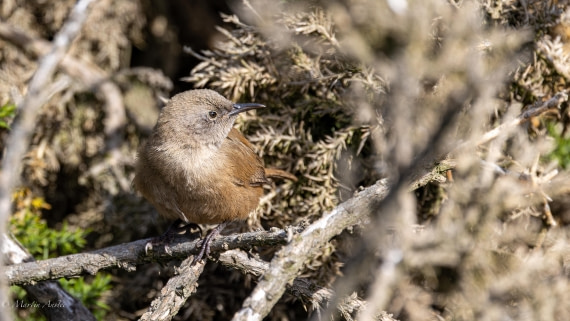 HDS29-26, Day 4, 0Q9A9302 © Martin Anstee - Oceanwide Expeditions.jpg